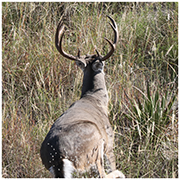 2022 helicopter-photos